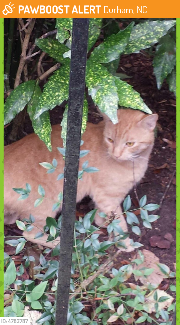 Rehomed Cat in Durham, NC 27707 (ID 4783787) PawBoost
