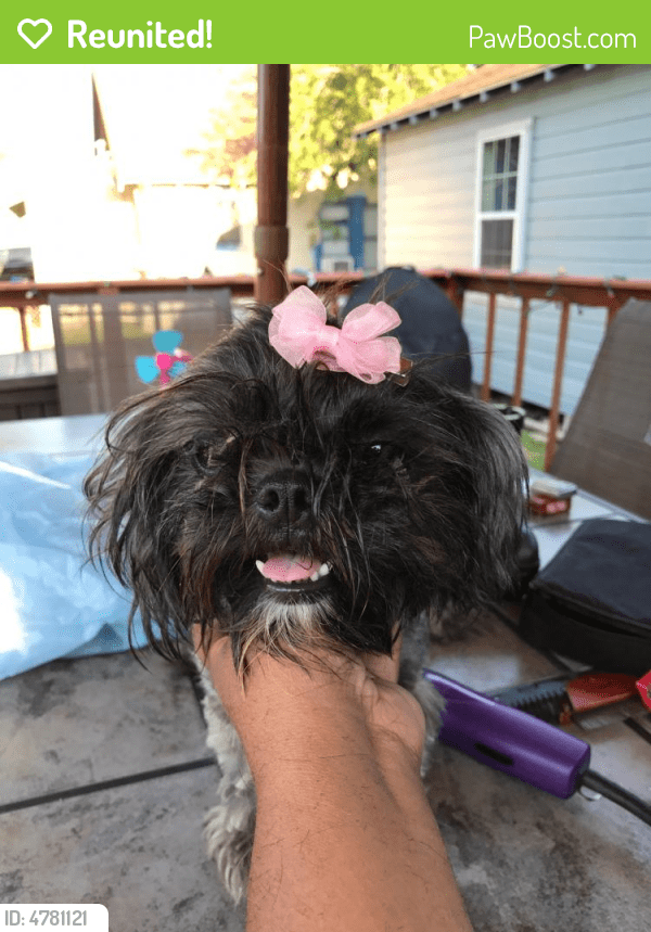 Reunited Female Dog in Corpus Christi, TX 78401 (ID 4781121) PawBoost