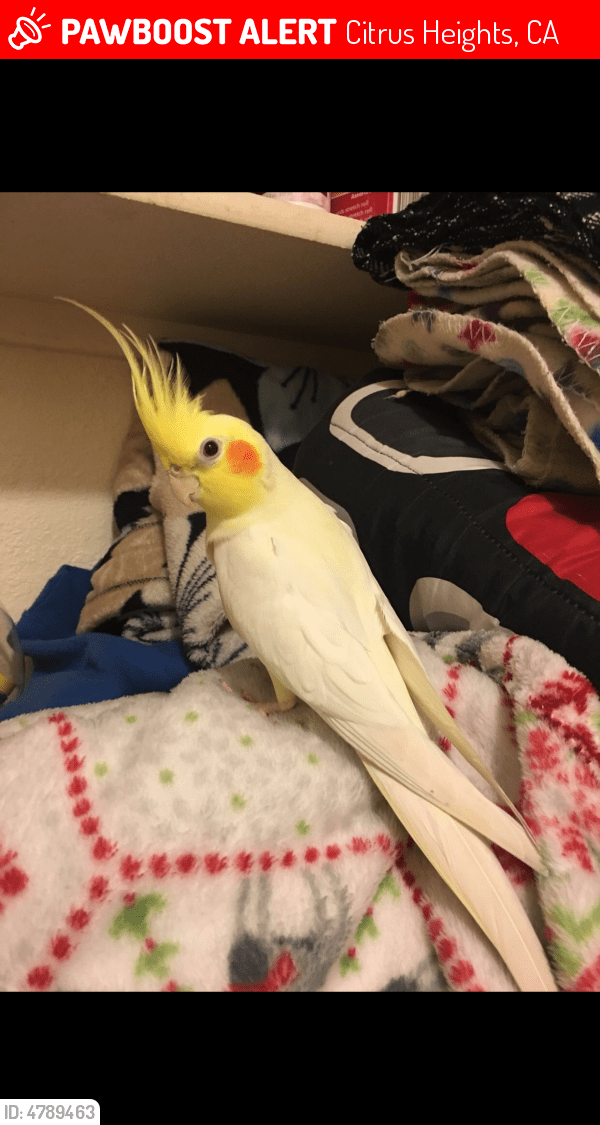 Lost Male Bird in Citrus Heights, CA 95610 Named Lucky (ID 4789463