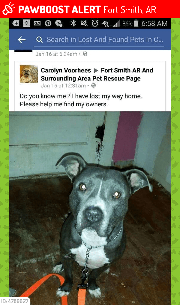 Lost Male Dog in Fort Smith, AR 72901 Named Colby (ID 4789627) PawBoost