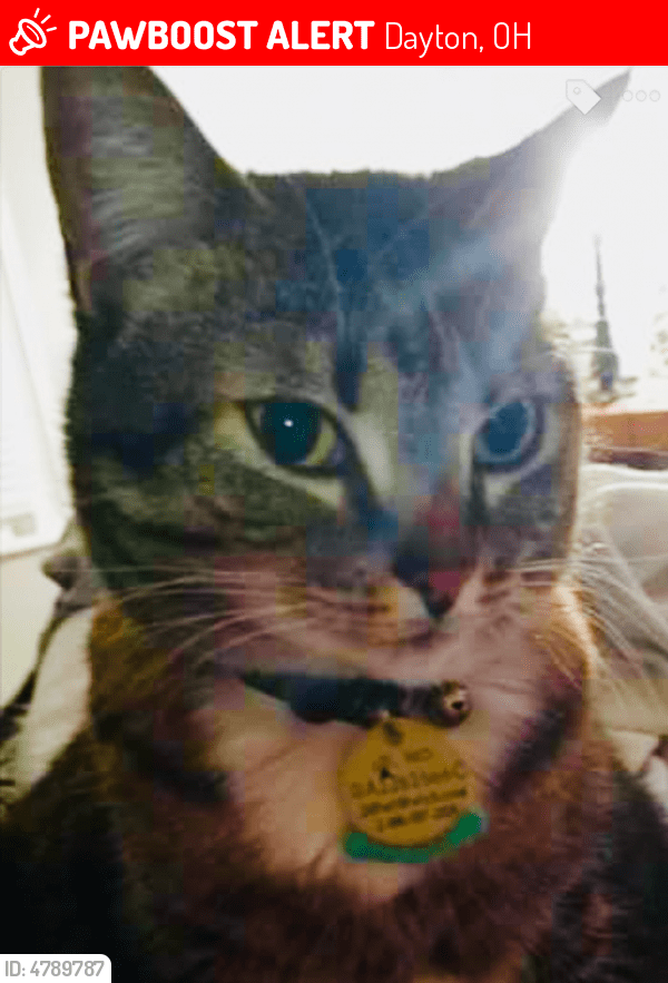 Lost Female Cat in Dayton, OH 45420 Named Tabitha (tabby) (ID 4789787