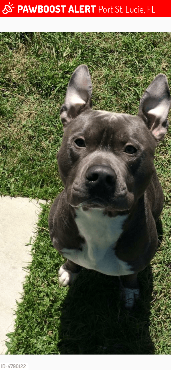 Lost Female Dog in Port St. Lucie, FL 34952 Named Blue (ID 4790122) PawBoost