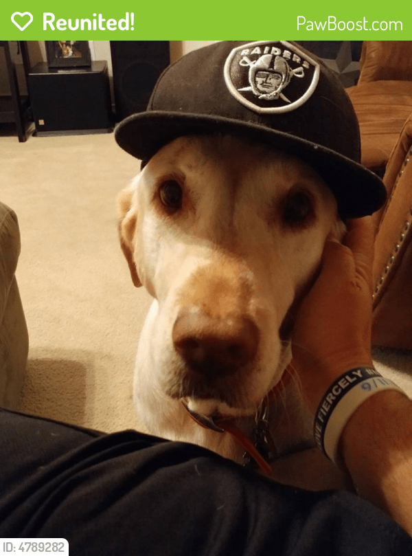 Found Dog Fort Worth