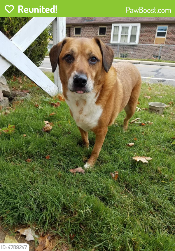 Reunited Male Dog in Affton, MO 63123 (ID 4789247) PawBoost
