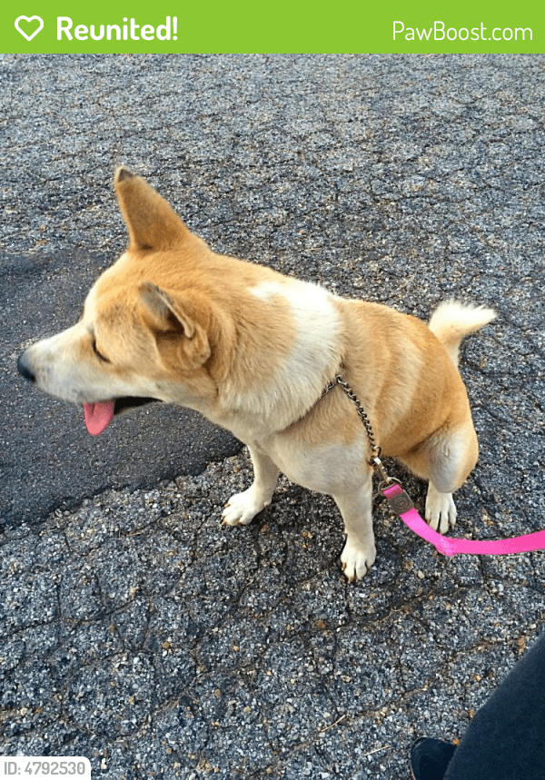 Reunited Female Dog in Wichita, KS 67217 (ID 4792530) PawBoost