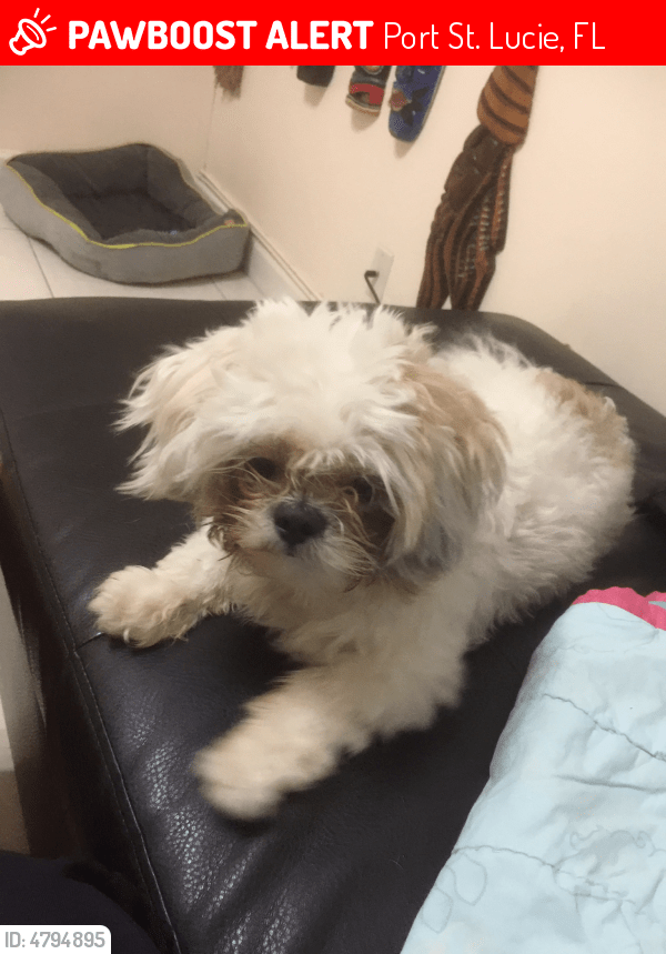 Lost Male Dog in Port St. Lucie, FL 34953 Named Rusty (ID 4794895) PawBoost