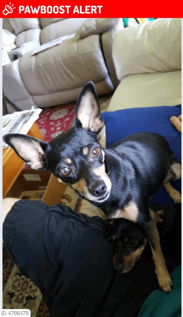 Lost Female Dog in Altamonte Springs, FL 32701 Named Bella (ID 4796478