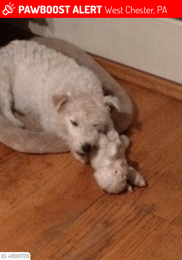 Lost Male Dog in West Chester, PA 19382 Named Petey (ID 4806720