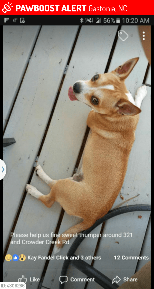 Lost Male Dog in Gastonia, NC 28052 Named Thumper (ID 4808286) PawBoost