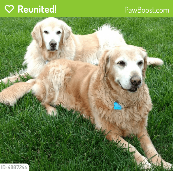 Reunited Female Dog in St. Peters, MO 63376 (ID 4807244) PawBoost