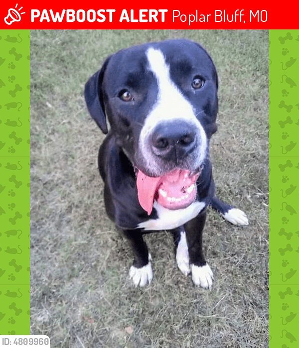 Lost Male Dog in Poplar Bluff, MO 63901 Named Dozer (ID 4809960