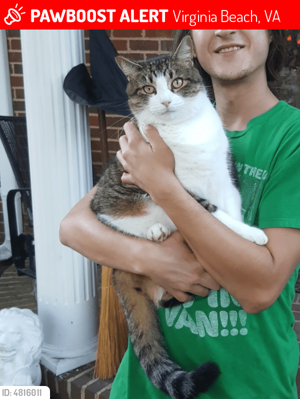 Lost Male Cat in Virginia Beach, VA 23451 Named Freddie (ID 4816011