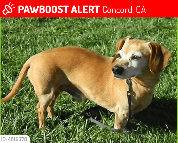 Lost Male Dog in Concord, CA 94520 Named Copper (ID 4816378) PawBoost