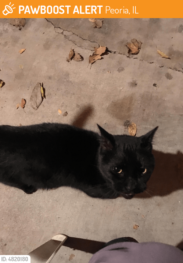 Found/Stray Female Cat in Peoria, IL 61604 (ID 4820180) PawBoost