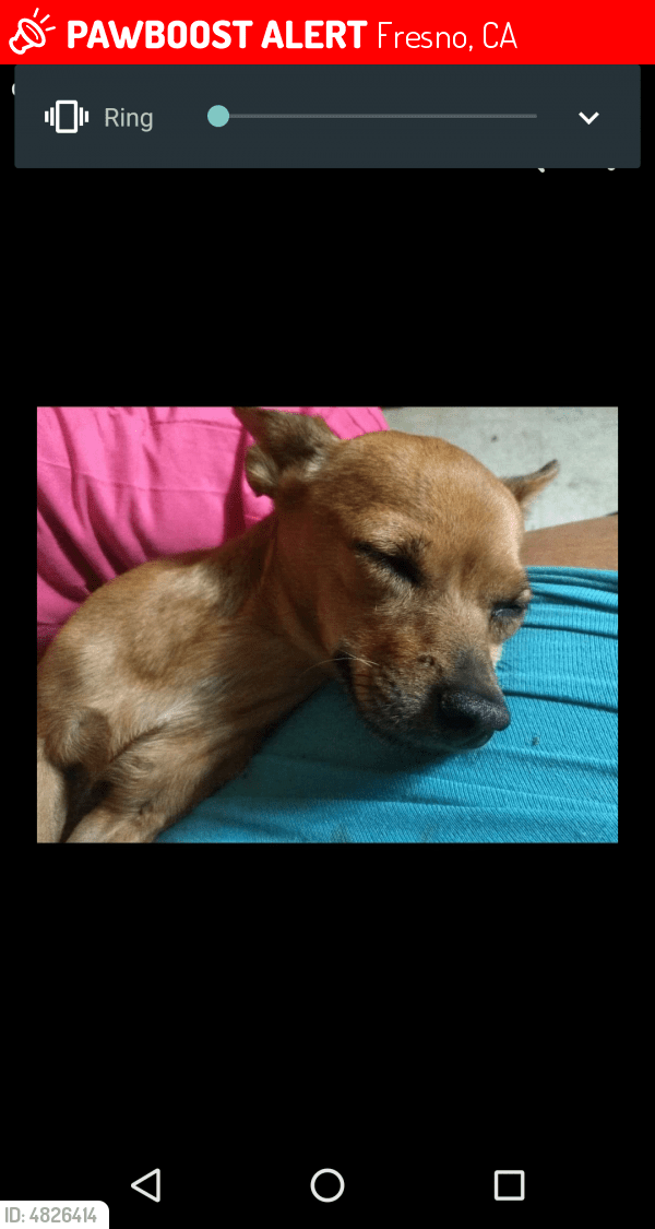 Lost Female Dog in Fresno, CA 93726 Named Baby (ID 4826414) PawBoost