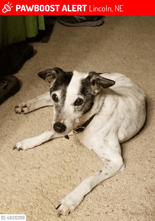 Lost Male Dog in Lincoln, NE 68528 Named Carter (ID 4828299) PawBoost
