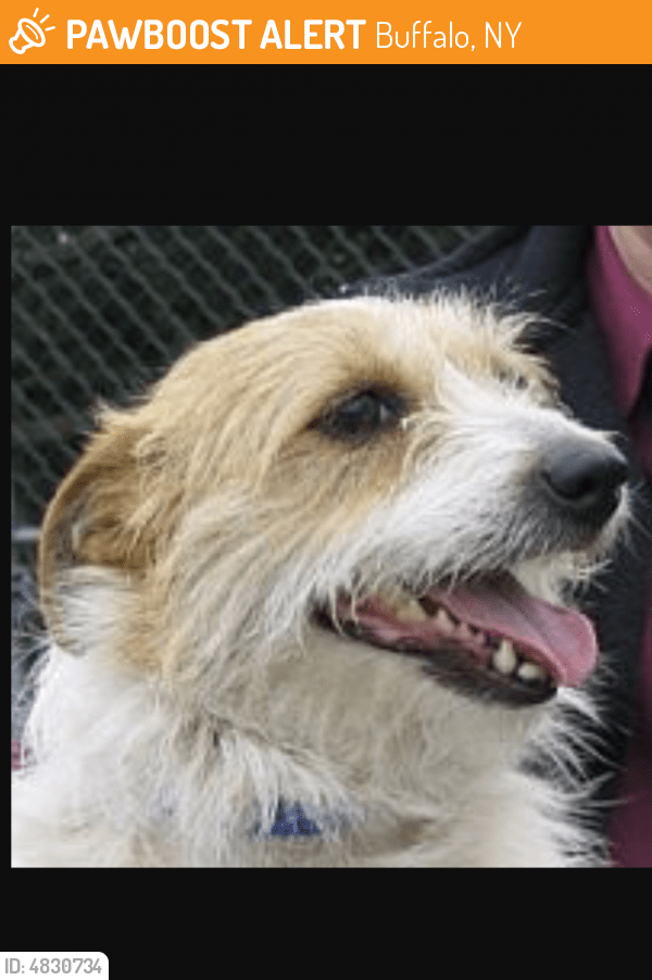 Found/Stray Male Dog in Buffalo, NY 14215 (ID 4830734) PawBoost