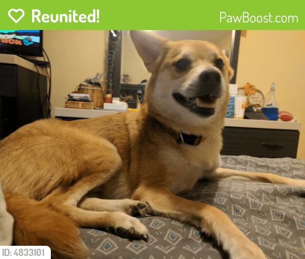 Reunited Male Dog in Fort Lauderdale, FL 33334 (ID 4833101) PawBoost