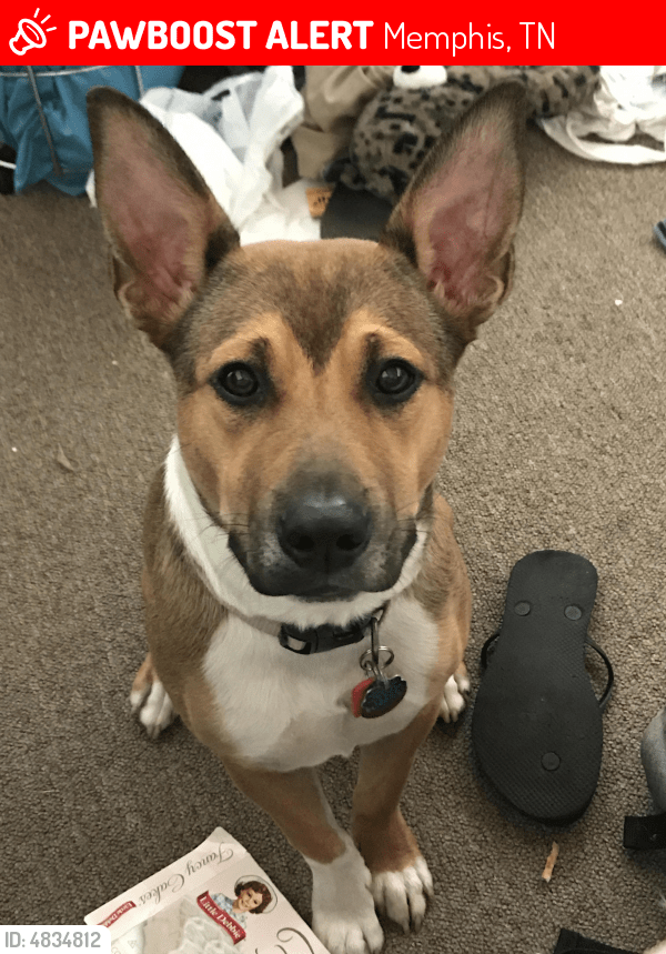 Lost Female Dog in Memphis, TN 38128 Named Buttercup (ID 4834812