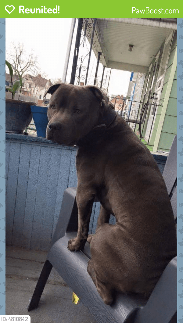 Reunited Male Dog in Buffalo, NY 14213 (ID 4810842) PawBoost
