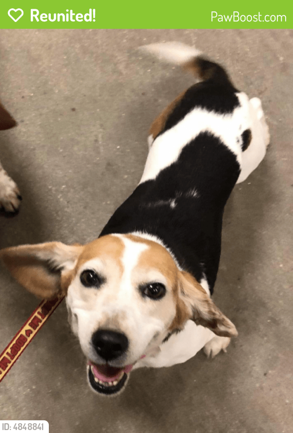 Reunited Female Dog in Woodbridge, VA 22191 (ID 4848841) PawBoost
