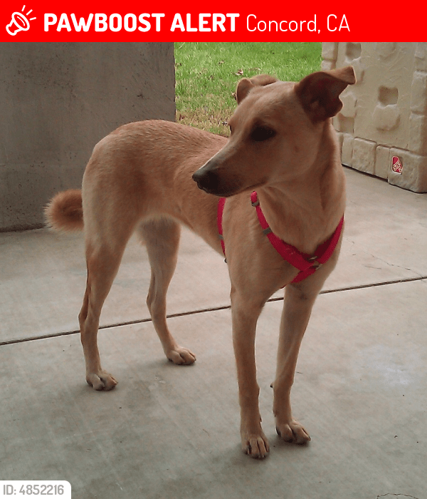 Lost Female Dog in Concord, CA 94521 Named Colleen (ID 4852216) PawBoost