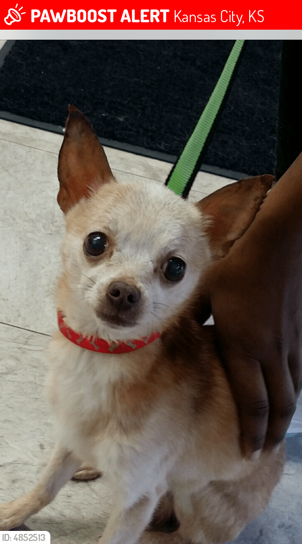 Lost Male Dog in Kansas City, KS 66111 Named Palmer (ID 4852513