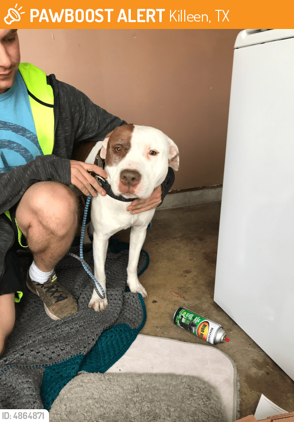 Found/Stray Male Dog in Killeen, TX 76543 (ID 4864871) PawBoost