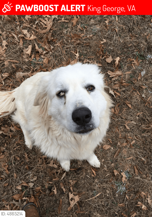 23+ King Dog Breed l2sanpiero