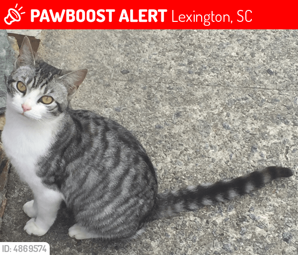 Lost Female Cat in Lexington, SC 29072 Named Pickle (ID 4869574