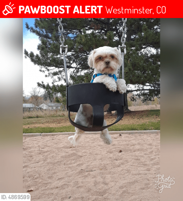 Lost Female Dog in Westminster, CO 80030 Named Bella (ID 4869599