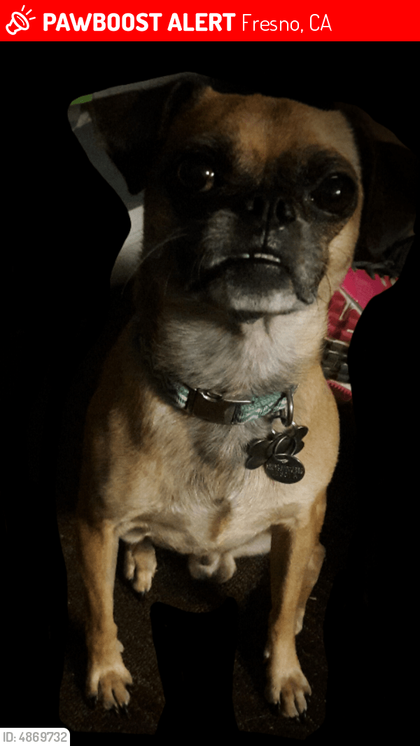 Lost Male Dog in Fresno, CA 93701 Named Puggles Oday (ID 4869732