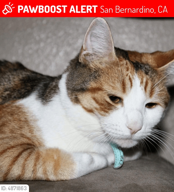 Lost Female Cat in San Bernardino, CA 92405 Named Mango (ID 4871863
