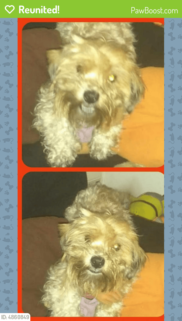 Reunited Male Dog in Corpus Christi, TX 78416 (ID 4860849) PawBoost