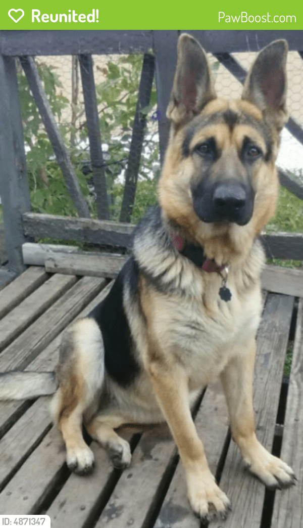 Reunited Female Dog in Sioux Falls, SD 57106 (ID 4871347) PawBoost