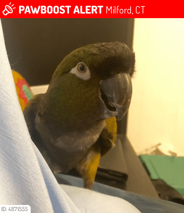 Lost Male Bird in Milford, CT 06461 Named Doc (ID 4871555) PawBoost