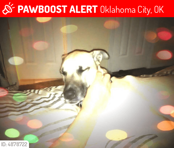 Lost Female Dog in Oklahoma City, OK 73118 Named Seven (ID 4878722
