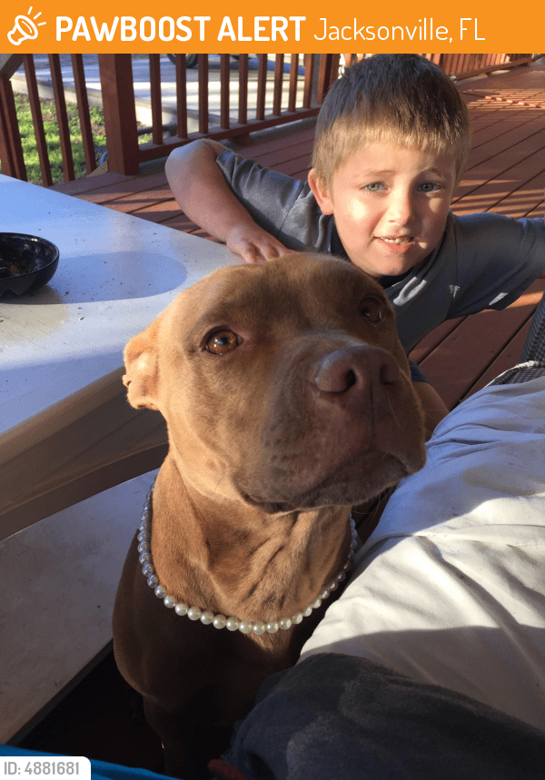 Found/Stray Female Dog in Jacksonville, FL 32204 (ID 4881681) PawBoost