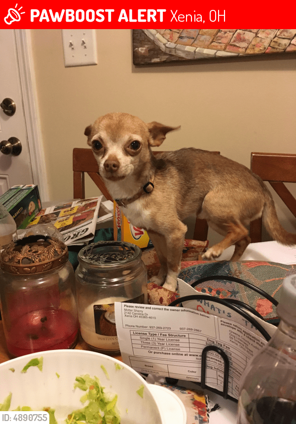 Lost Male Dog in Xenia, OH 45385 Named Chip (ID 4890755) PawBoost