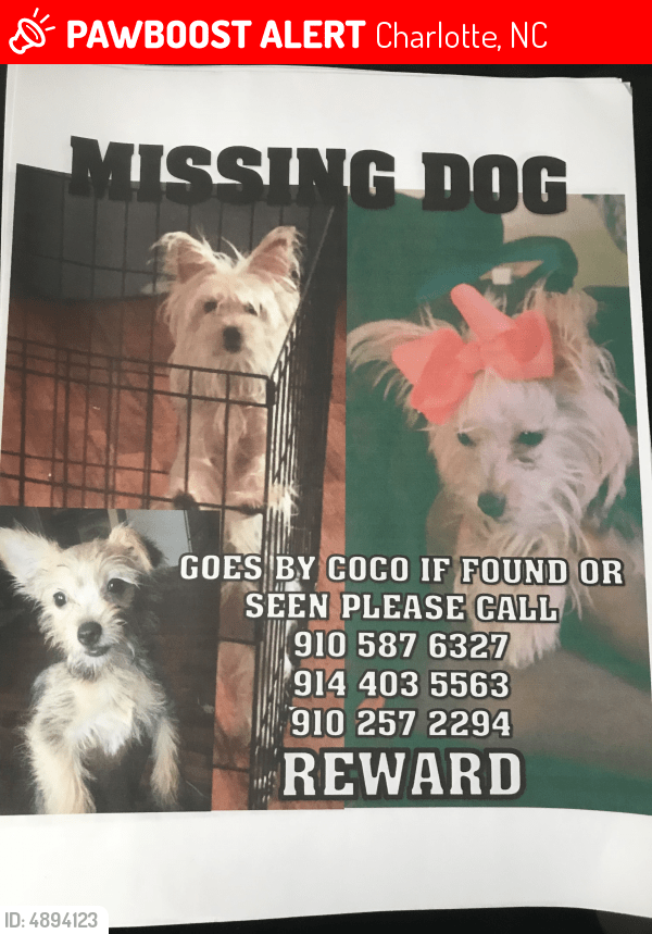 Lost Female Dog in Charlotte, NC 28205 Named CoCo (ID 4894123) PawBoost