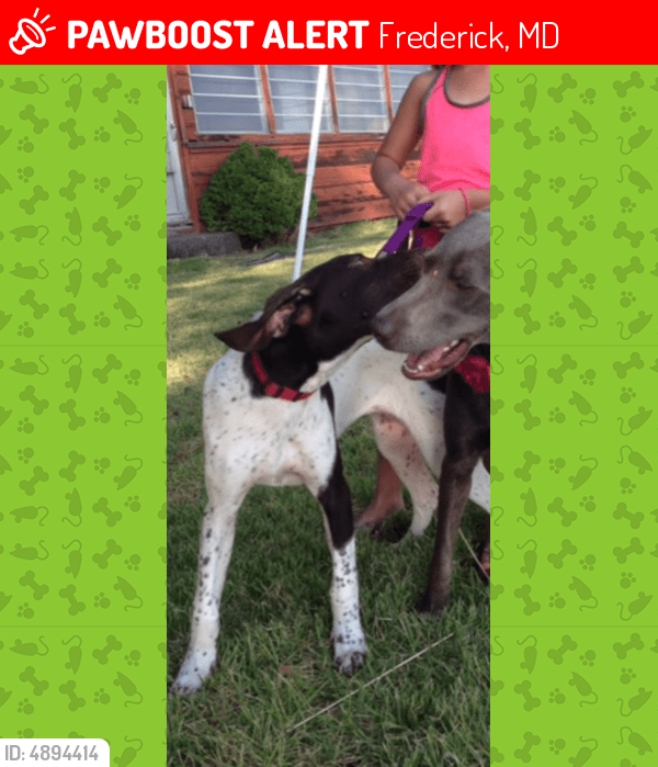 Lost Female Dog in Frederick, MD 21702 Named Daisy (ID 4894414) PawBoost