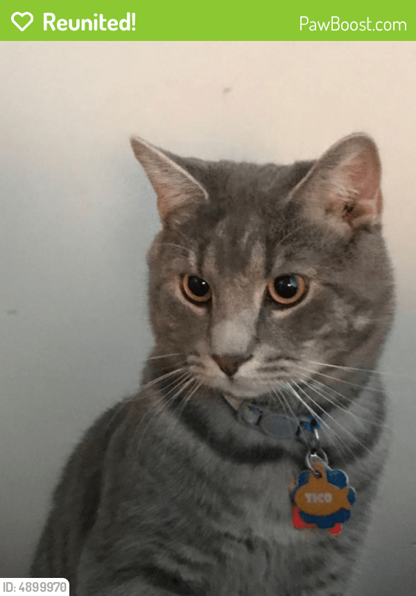 Reunited Male Cat in Stafford, VA 22554 (ID 4899970) PawBoost