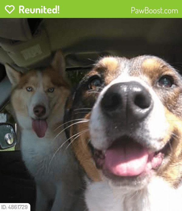 Reunited Male Dog in Littleton, CO 80123 (ID 4861729) PawBoost