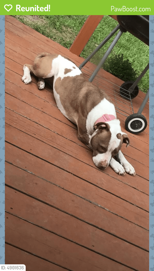 Reunited Female Dog in Madison, WI 53704 (ID 4901636) PawBoost