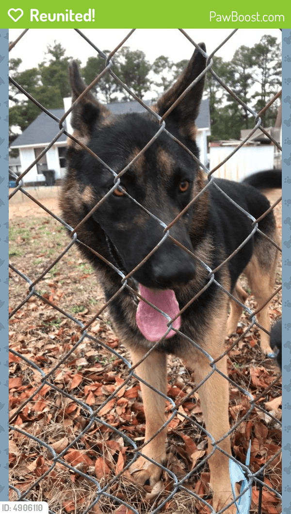 Reunited Male Dog in Fayetteville, NC 28314 (ID 4906110) PawBoost