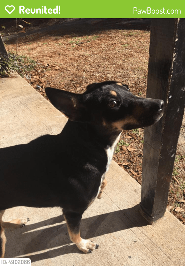 Reunited Female Dog in Irmo, SC 29063 (ID 4902086) PawBoost