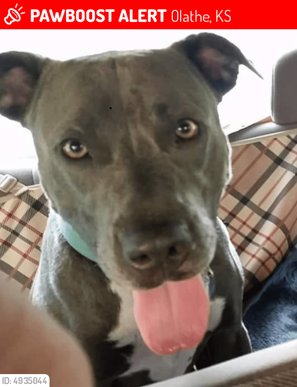 Olathe Animal Shelter Olathe Ks / Lost Male Dog in Olathe, KS 66061