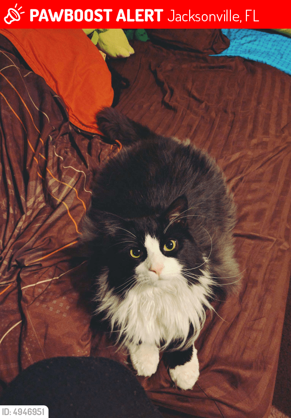 Lost Male Cat in Jacksonville, FL 32257 Named Gatsby (ID 4946951