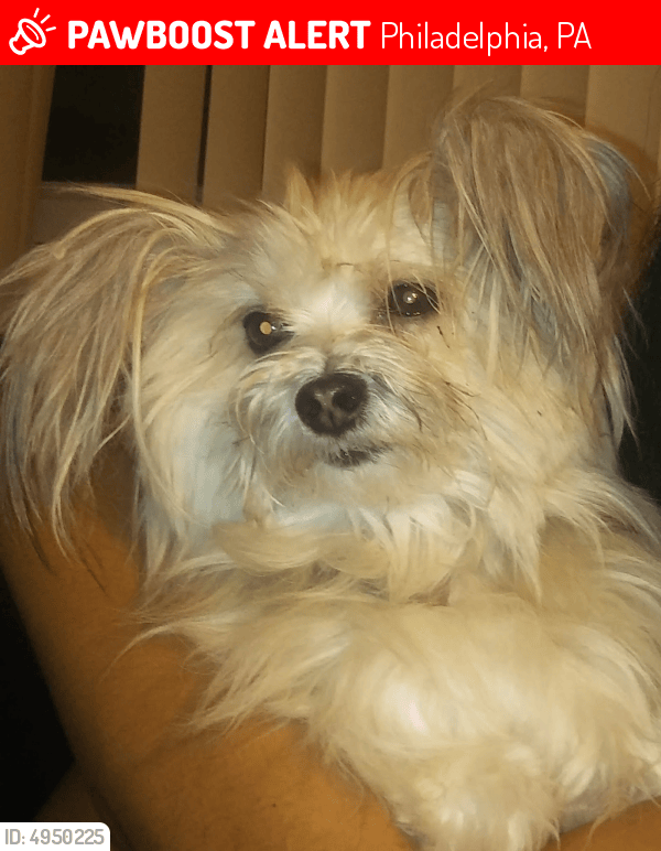 Lost Male Dog in Philadelphia, PA 19152 Named Bangbang (ID 4950225