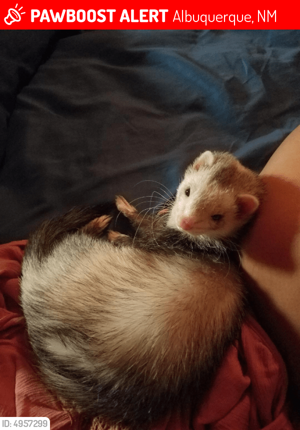 Lost Male Ferret in Albuquerque, NM 87108 Named Jasper (ID 4957299
